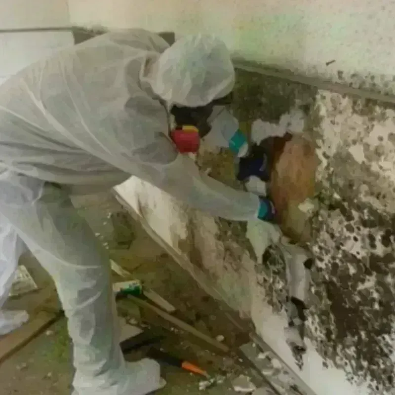 Mold Remediation and Removal in Nashua, NH